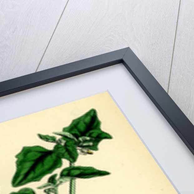 Solanum Nigrum Var. A Black Nightshade by Anonymous