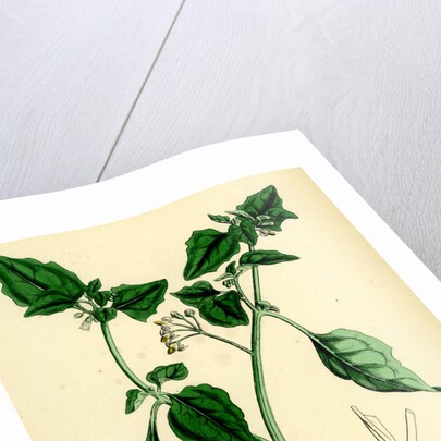 Solanum Nigrum Var. A Black Nightshade by Anonymous