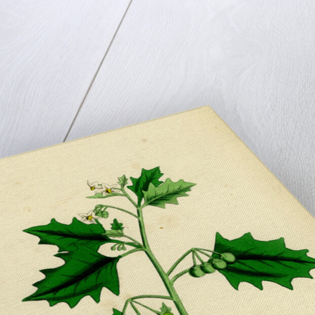 Solanum Nigrum Var. B Red Nightshade by Anonymous