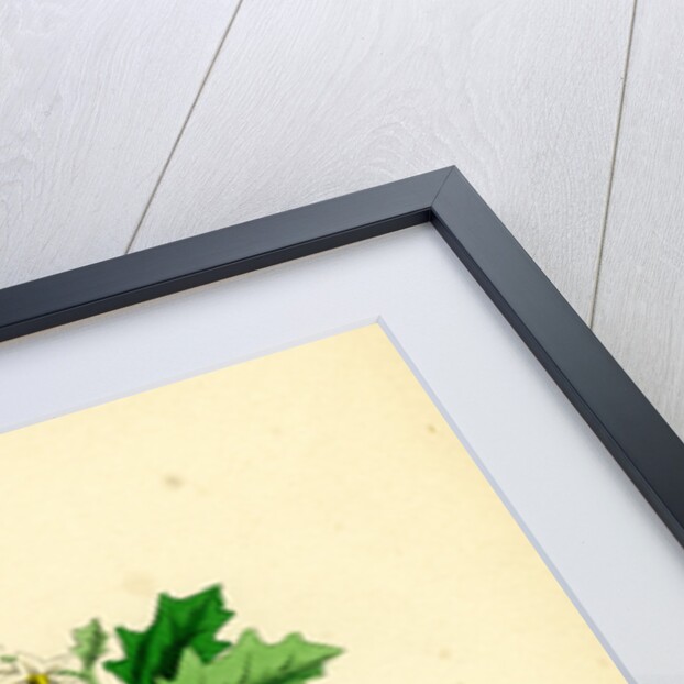 Solanum Nigrum Var. B Red Nightshade by Anonymous