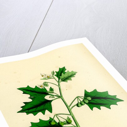 Solanum Nigrum Var. B Red Nightshade by Anonymous