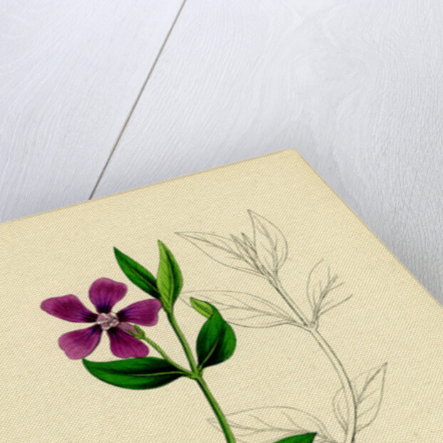 Vinca Minor Lesser Periwinkle by Anonymous