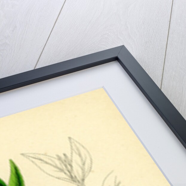 Vinca Minor Lesser Periwinkle by Anonymous