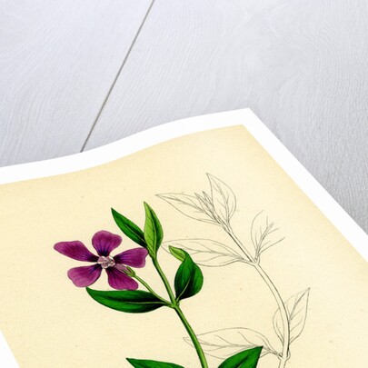 Vinca Minor Lesser Periwinkle by Anonymous