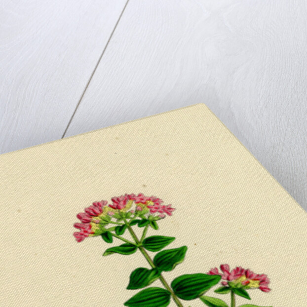 Erythraea Latifolia Broad-Leaved Centaury by Anonymous