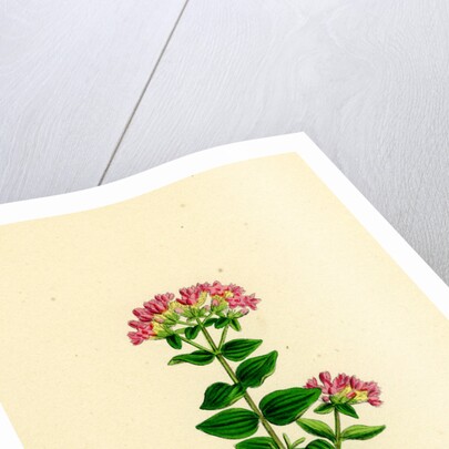 Erythraea Latifolia Broad-Leaved Centaury by Anonymous