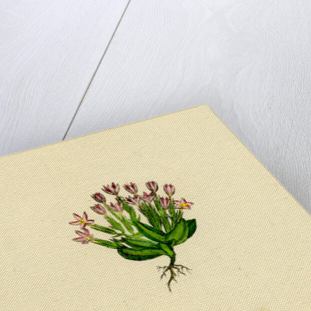 Erythraea Pulchella Slender Centaury by Anonymous