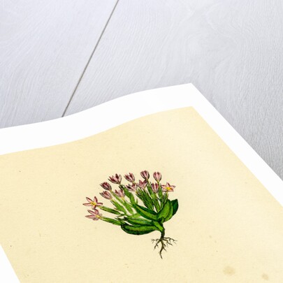 Erythraea Pulchella Slender Centaury by Anonymous