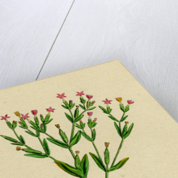 Erythraea Pulchella Slender Centaury by Anonymous