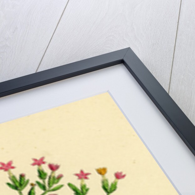 Erythraea Pulchella Slender Centaury by Anonymous