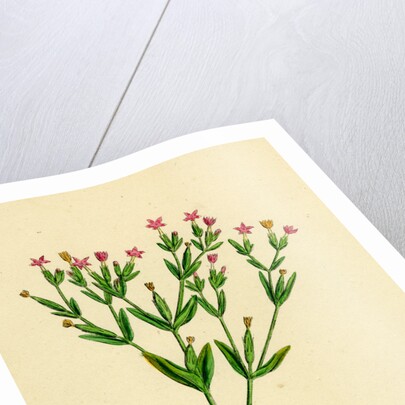 Erythraea Pulchella Slender Centaury by Anonymous