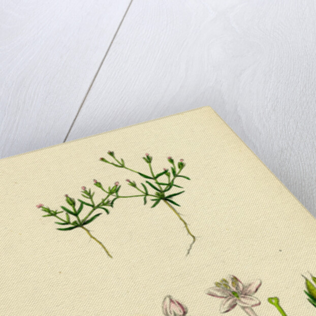 Cicendia Pusiila Least Cicendia by Anonymous