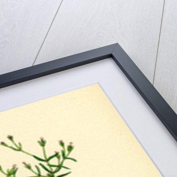 Cicendia Pusiila Least Cicendia by Anonymous