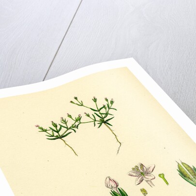 Cicendia Pusiila Least Cicendia by Anonymous