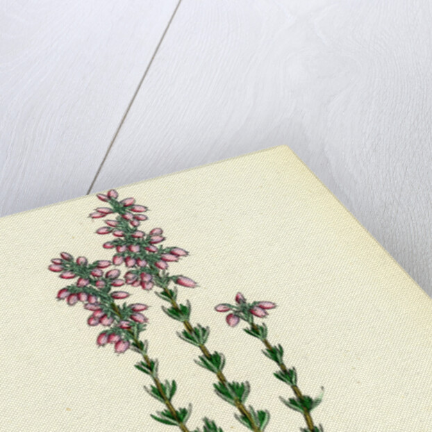 Erica Cinerea Fine-Leaved Heath by Anonymous