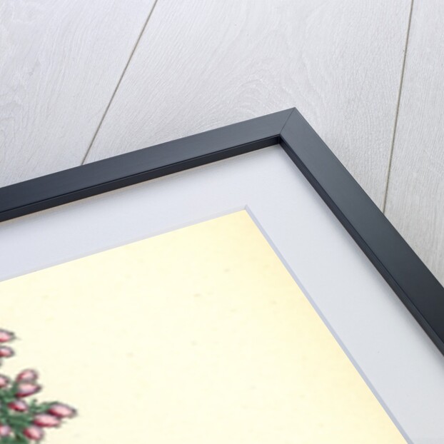 Erica Cinerea Fine-Leaved Heath by Anonymous