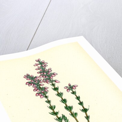 Erica Cinerea Fine-Leaved Heath by Anonymous