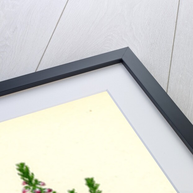 Erica Hibernica Irish Heath by Anonymous