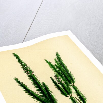 Erica Vagans Cornish Heath by Anonymous