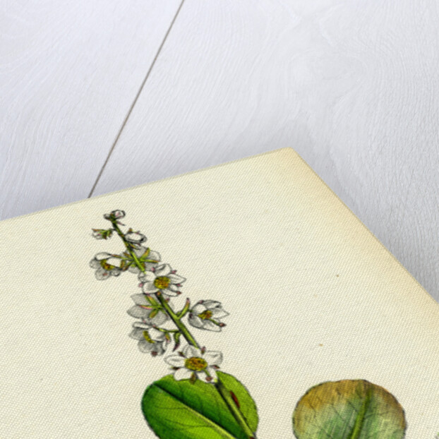 Pyrola Rotundifolia Var. Genuina Round-Leaved Winter-Green Var. A. by Anonymous