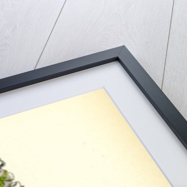 Pyrola Rotundifolia Var. Genuina Round-Leaved Winter-Green Var. A. by Anonymous