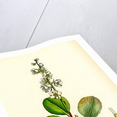 Pyrola Rotundifolia Var. Genuina Round-Leaved Winter-Green Var. A. by Anonymous