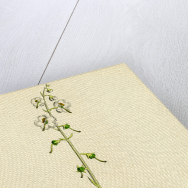 Pyrola Rotundifolia Var. Arenaria Round-Leaved Winter-Green Var. B. by Anonymous