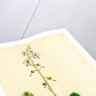 Pyrola Rotundifolia Var. Arenaria Round-Leaved Winter-Green Var. B. by Anonymous