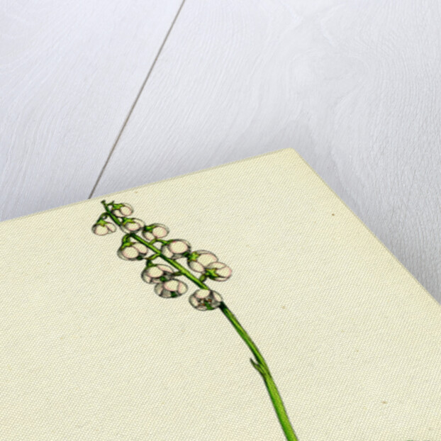 Pyrola Media Intermediate Winter-Green by Anonymous