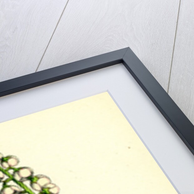 Pyrola Media Intermediate Winter-Green by Anonymous