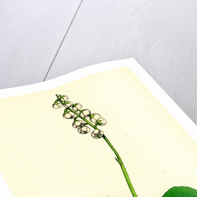 Pyrola Media Intermediate Winter-Green by Anonymous