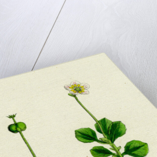 Pyrola Uniflora Single-Flowered Winter-Green by Anonymous