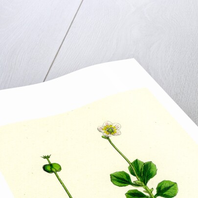 Pyrola Uniflora Single-Flowered Winter-Green by Anonymous