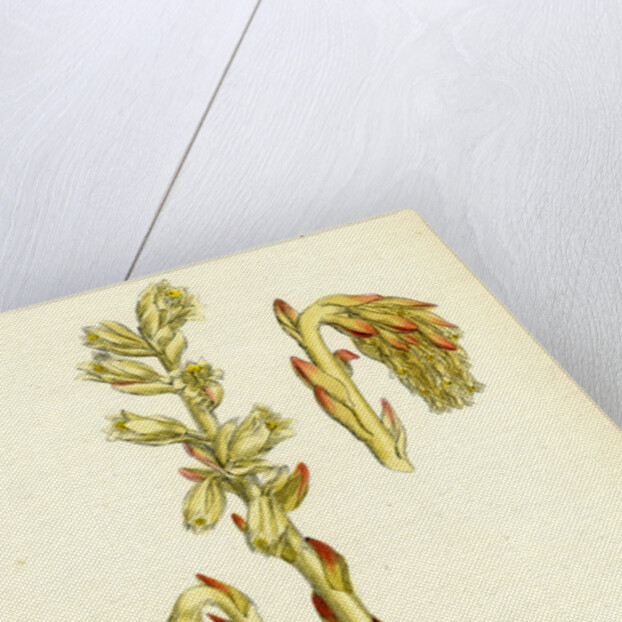 Monotropa Hypopitys Yellow Bird's-Nest by Anonymous