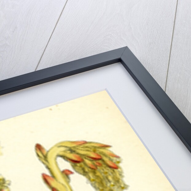 Monotropa Hypopitys Yellow Bird's-Nest by Anonymous