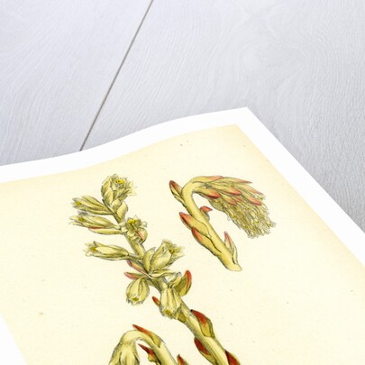 Monotropa Hypopitys Yellow Bird's-Nest by Anonymous