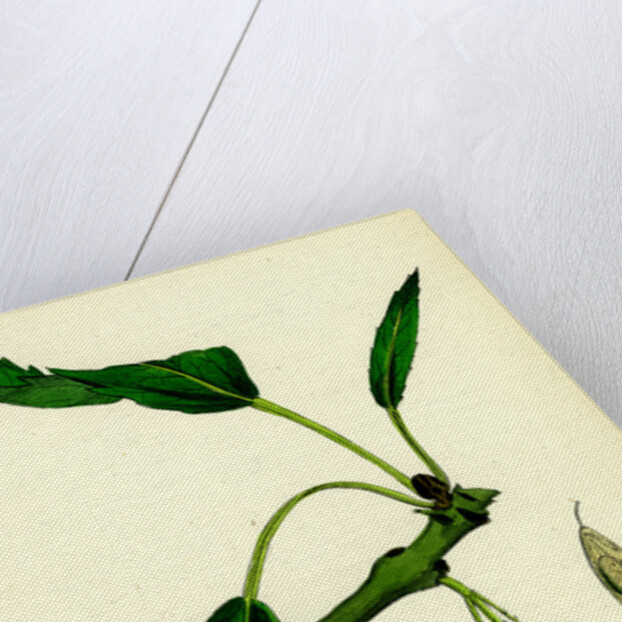 Fraxinus Excelsior Heteropylla Simple-Leaved Ash by Anonymous