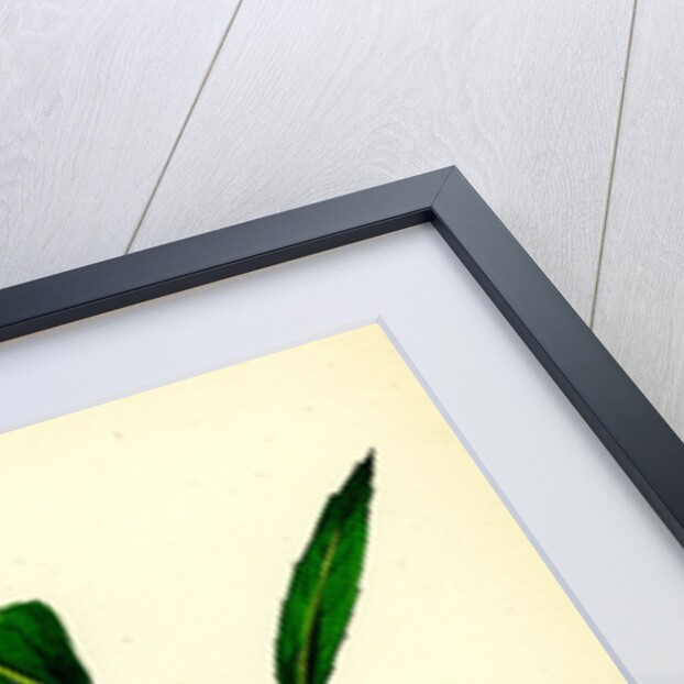 Fraxinus Excelsior Heteropylla Simple-Leaved Ash by Anonymous