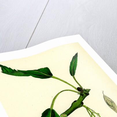 Fraxinus Excelsior Heteropylla Simple-Leaved Ash by Anonymous