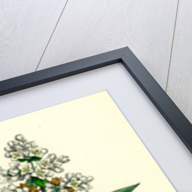 Ligustrum Vulgare Common Privet by Anonymous