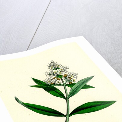 Ligustrum Vulgare Common Privet by Anonymous