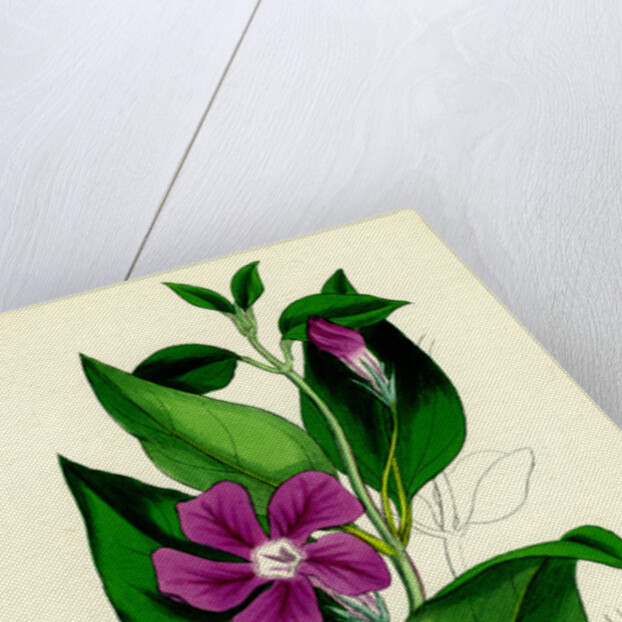 Vinca Major Greater Periwinkle by Anonymous