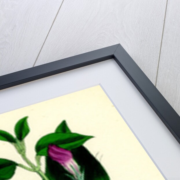 Vinca Major Greater Periwinkle by Anonymous