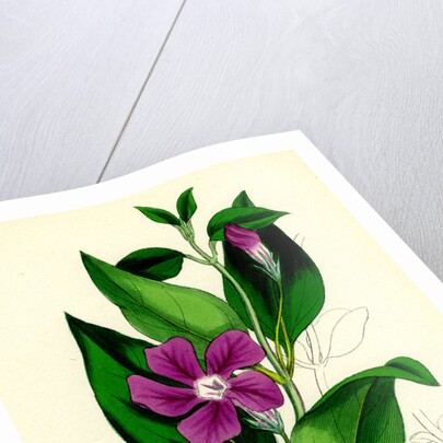 Vinca Major Greater Periwinkle by Anonymous