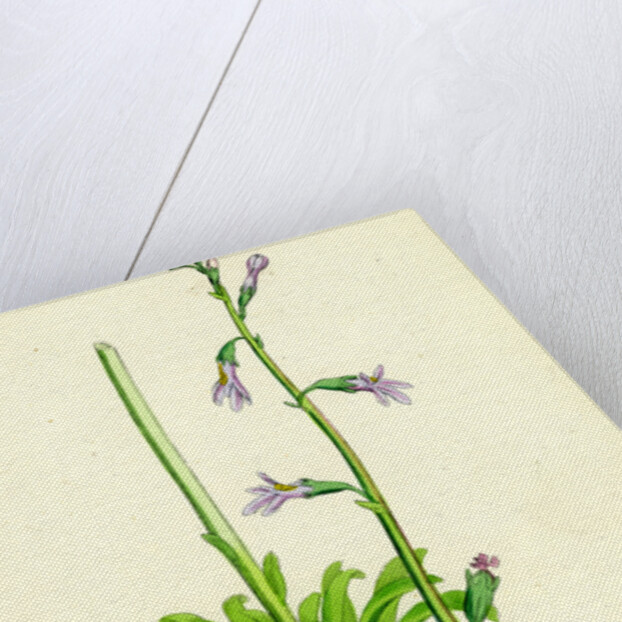 Lobelia Dortmanna Water Lobelia by Anonymous