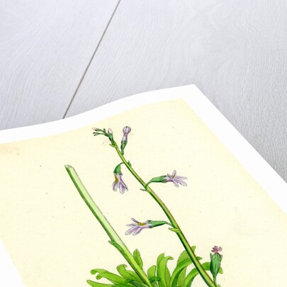 Lobelia Dortmanna Water Lobelia by Anonymous