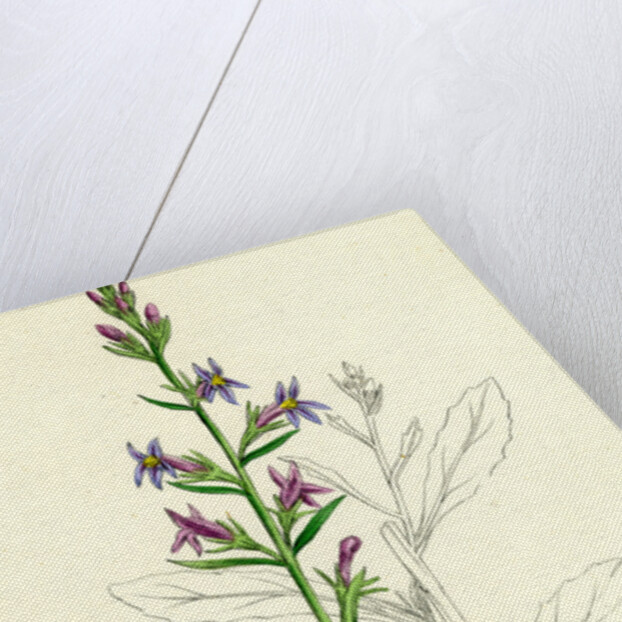 Lobelia Urens Acrid Lobelia by Anonymous