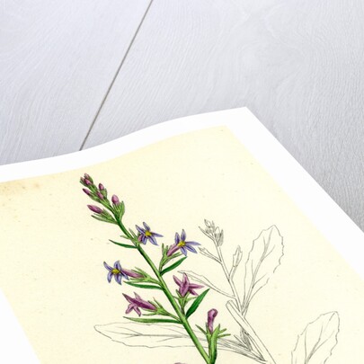 Lobelia Urens Acrid Lobelia by Anonymous