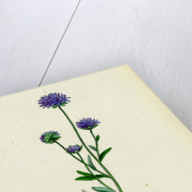 Jasione Montana Annual Sheep's-Bit by Anonymous