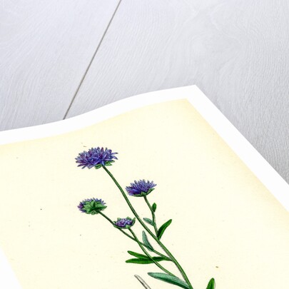 Jasione Montana Annual Sheep's-Bit by Anonymous